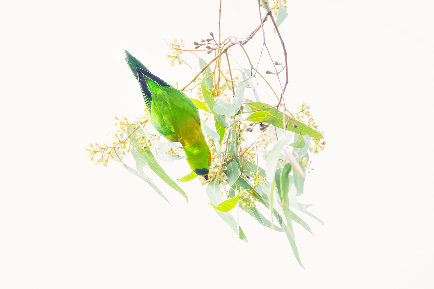 Blended - Wings Series