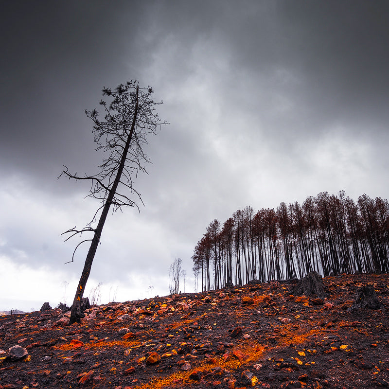 Follow Me - Rebirth Series