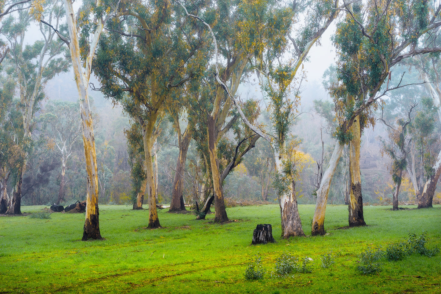 Kryptonite - Rebirth Series