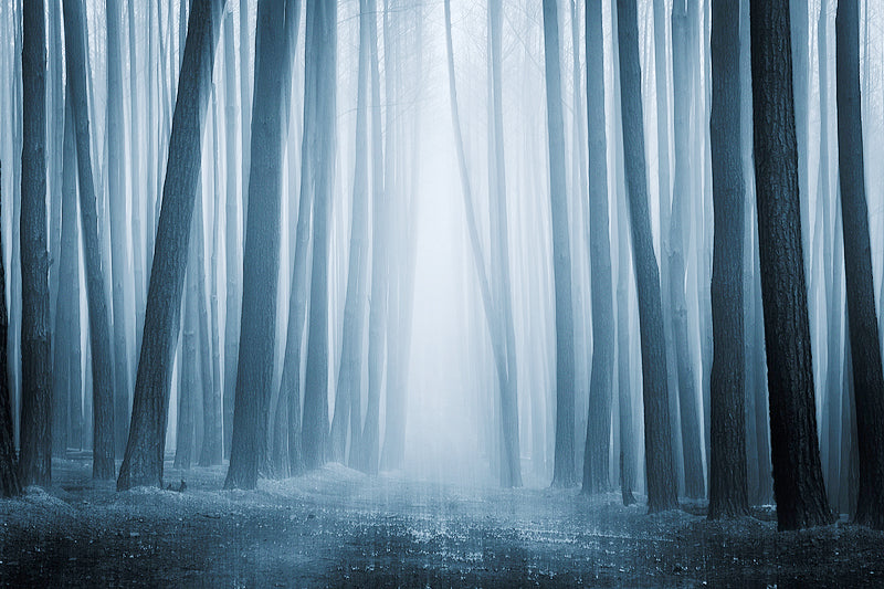 Surreality - Rebirth Series