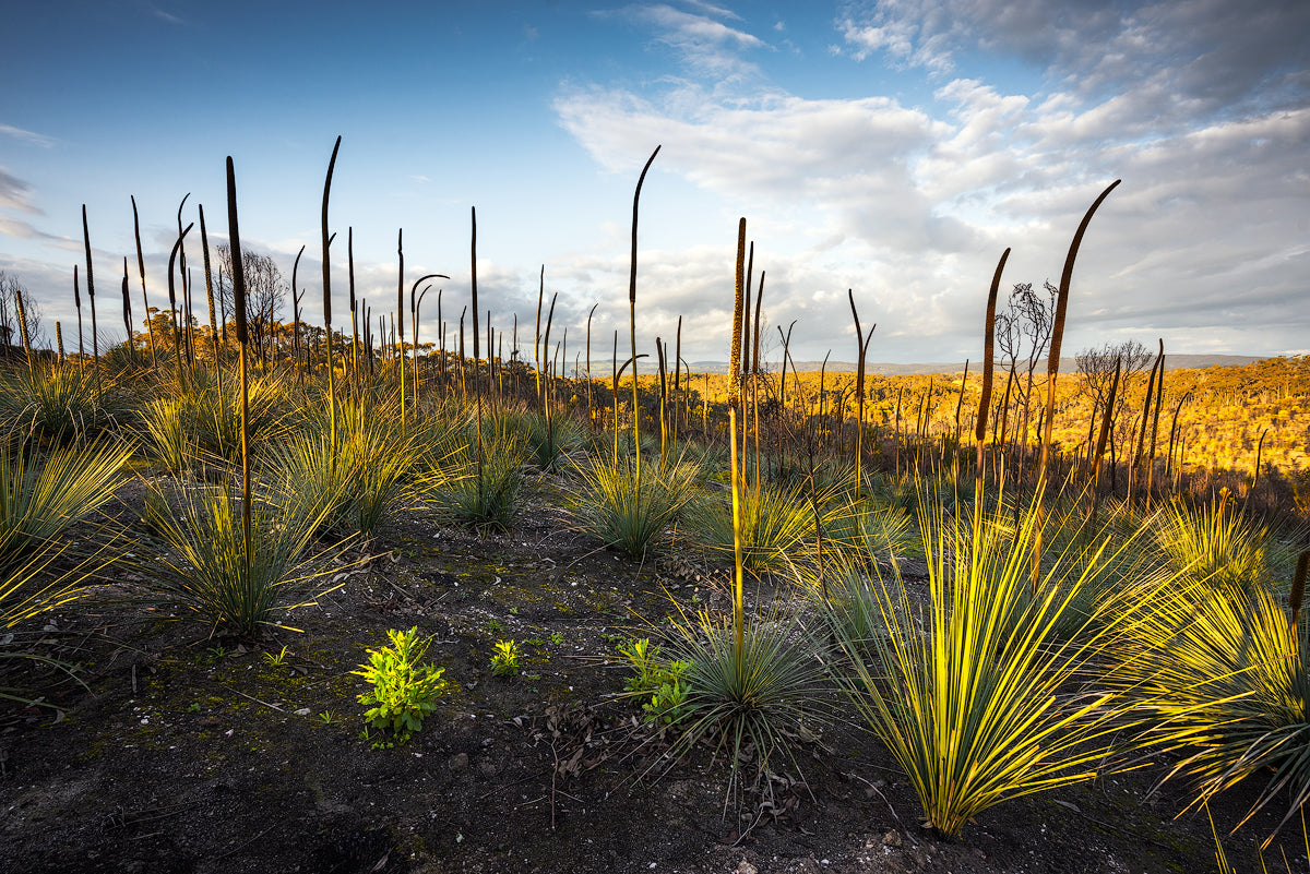 Shoot Up - Rebirth Series