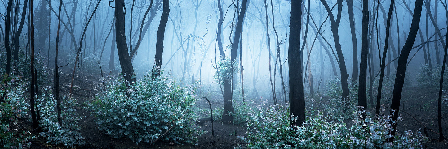 Fear No Evil - Rebirth Series