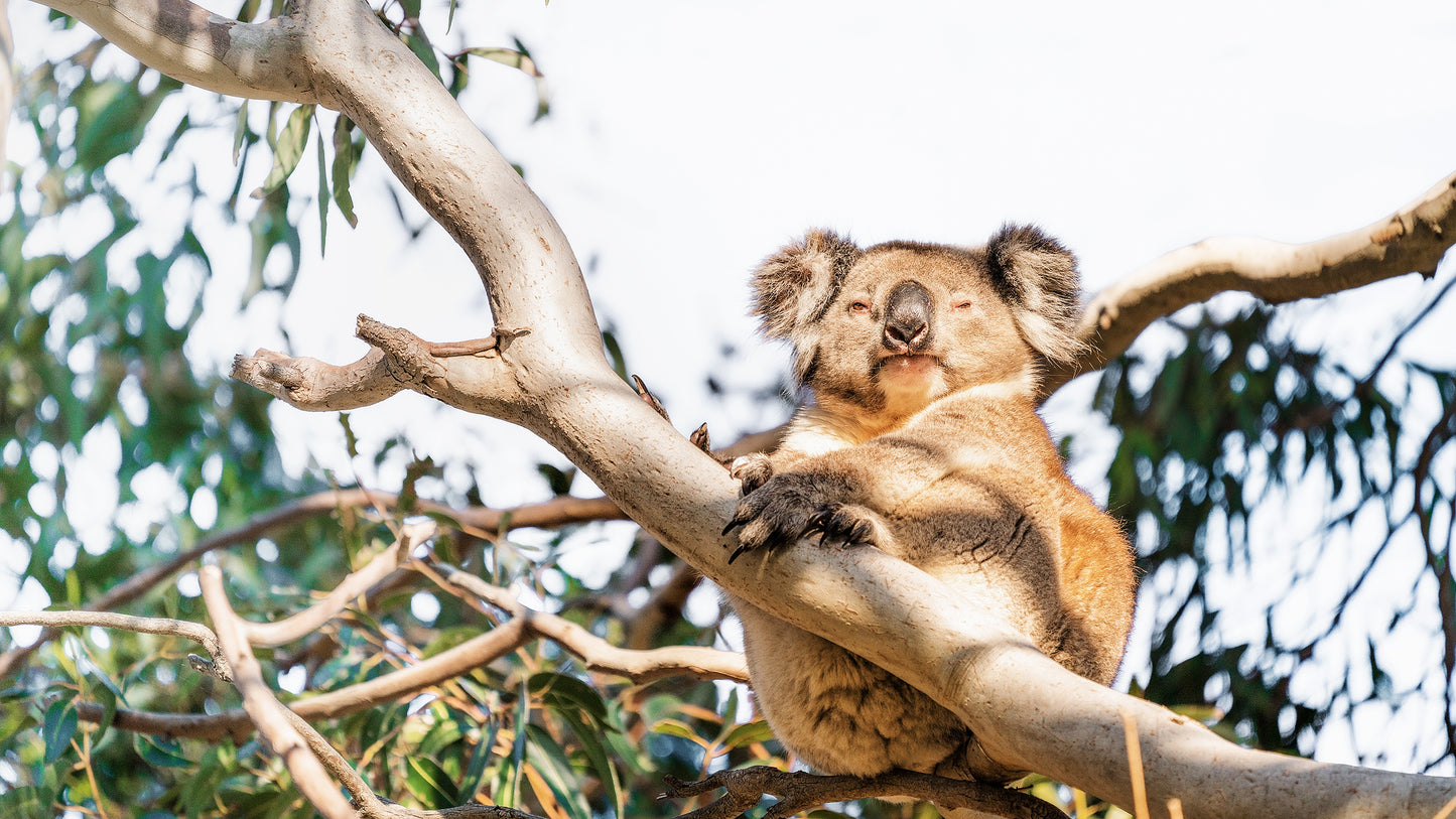 LIFE - Limited Edition TV Art Pack