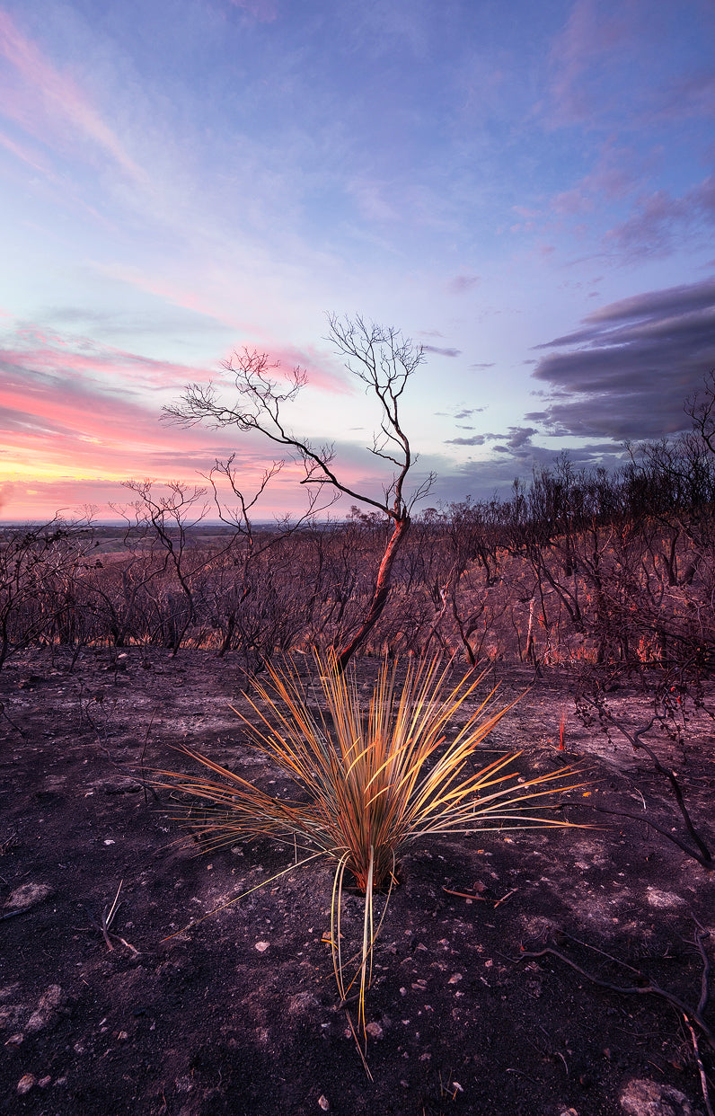 From the Ashes - Rebirth Series