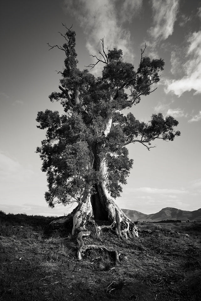 Cazneaux - Soul Deep Series