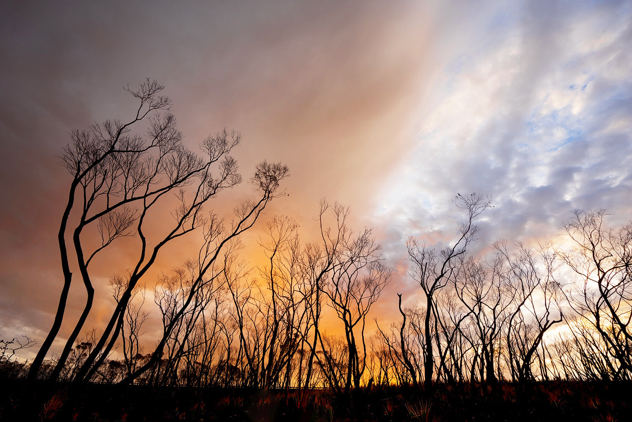 Allusion - Rebirth Series