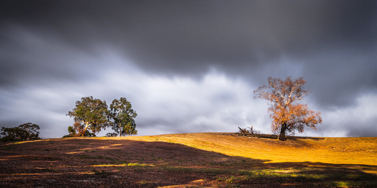 Resilience - Rebirth Series