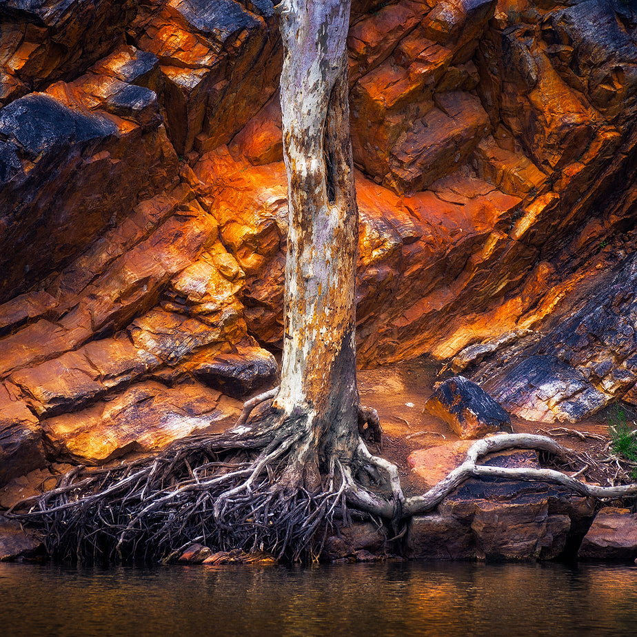 Square Root - Mini Range