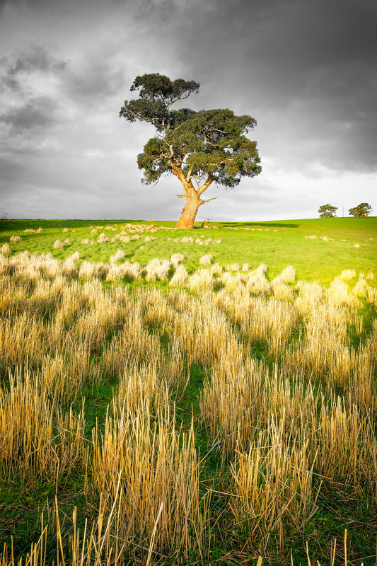 Center Field
