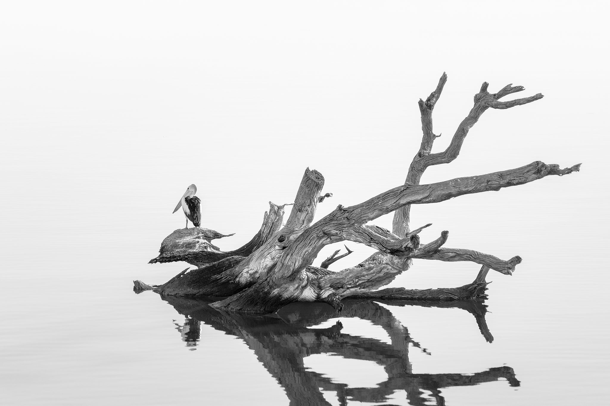 Counter Balance