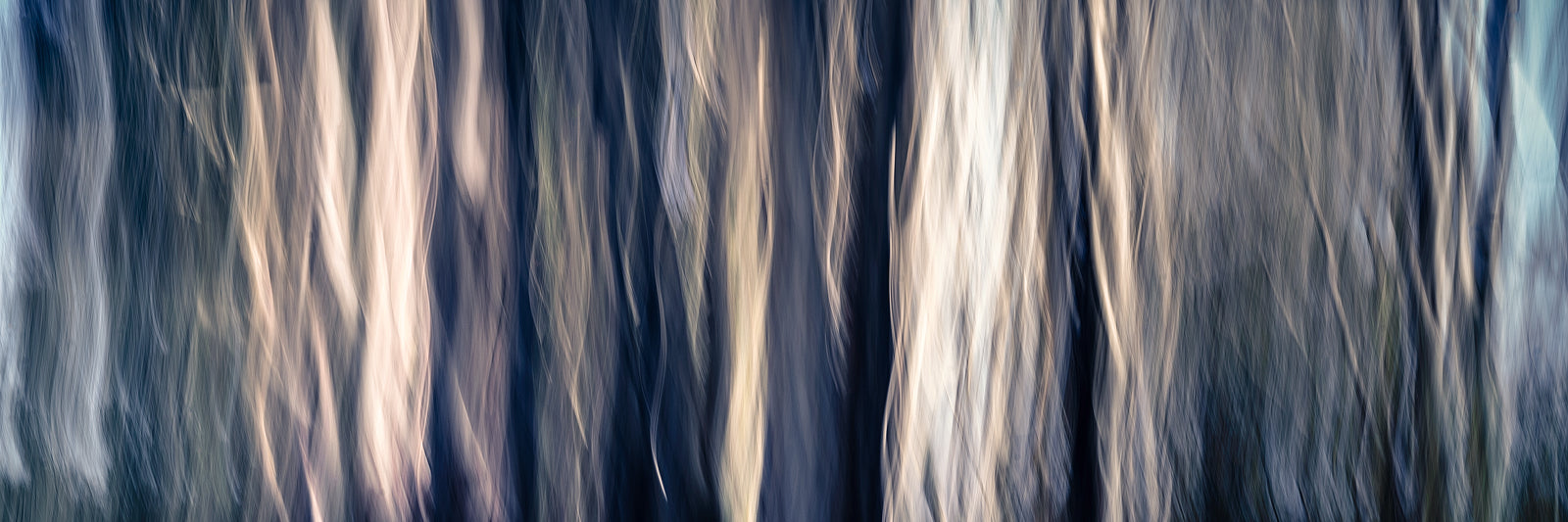 Abstract photo of trees in the Clare Valley
