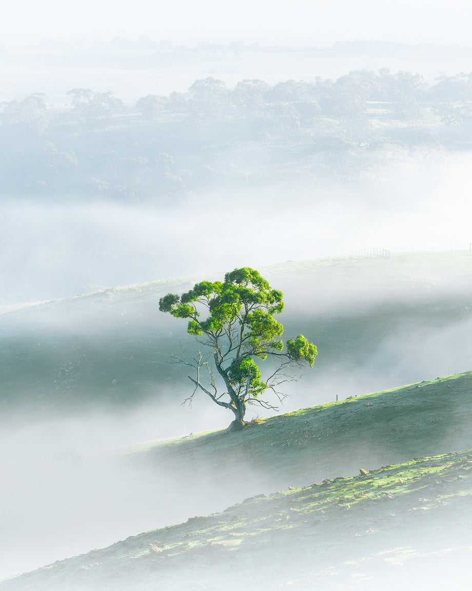 Fog surrounding a tree in the Adelaide Hills