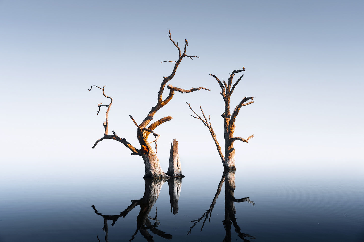 Dead trees at Lake Bonney, South Australia