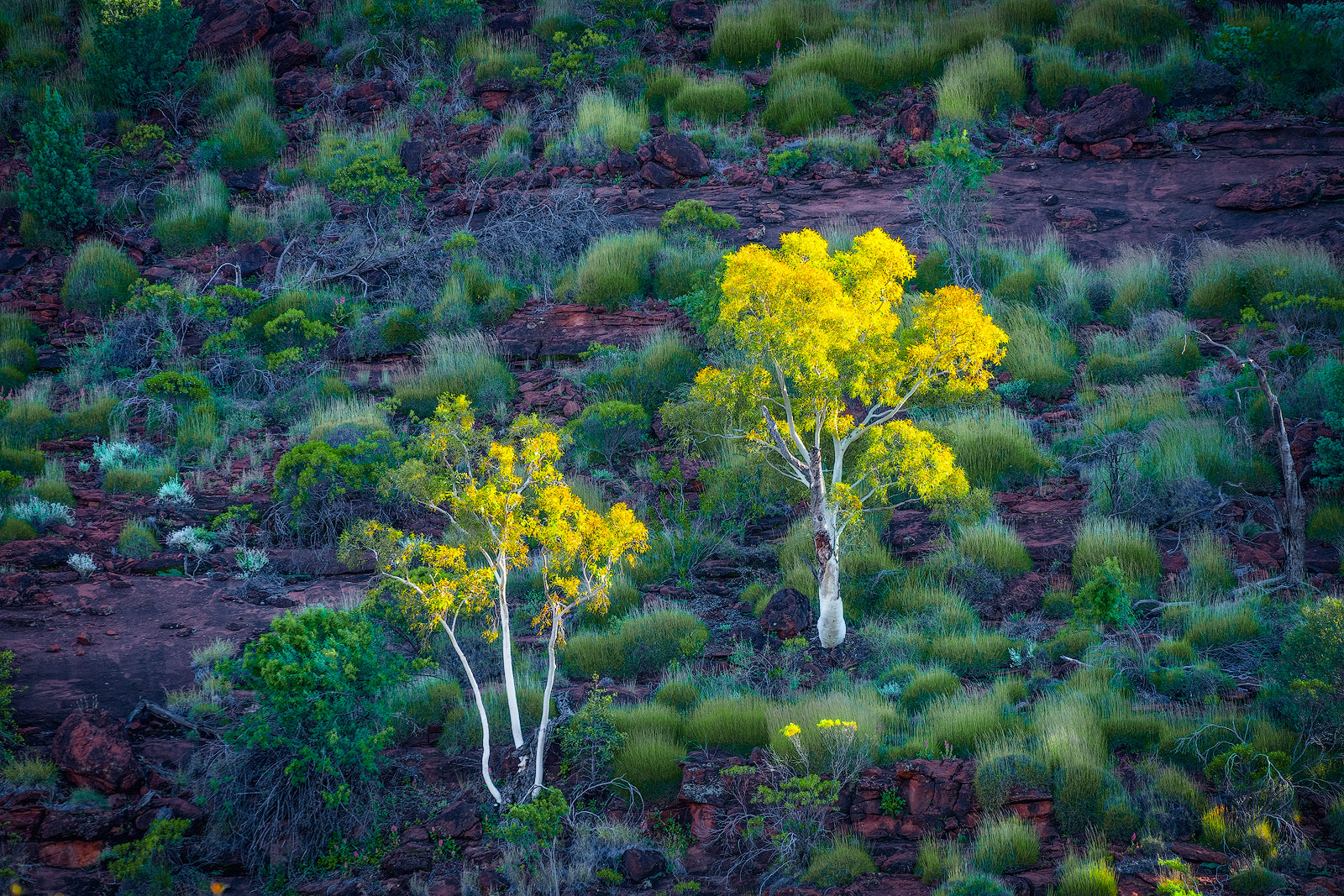 2 trees in Palm Valley, Northern Territory